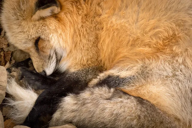 蔵王キツネ村 - Zao Fox Village